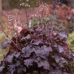 ������� �������������� Palace Purple