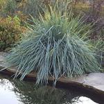 ������ (��������)