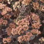 ����� Xenox Yellow