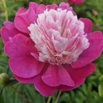 ���� ���������������� Gay Paree