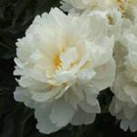 ПИОН молочноцветковый Gardenia