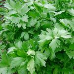 �������� �������������