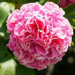 ПИОН молочноцветковый Cornation Bouquet