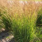 ������ �������������� Karl Foerster