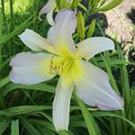 �������� Dancing Summerbird