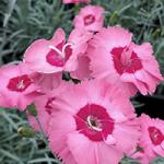 �������� �������� Angel of Hope