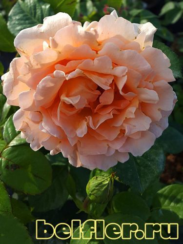 Роза Polka