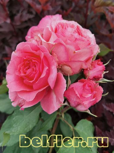 Роза Corail Gelee