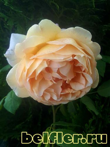 Роза Molineux