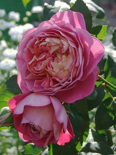 Роза Centenaire De L`Hay-Les