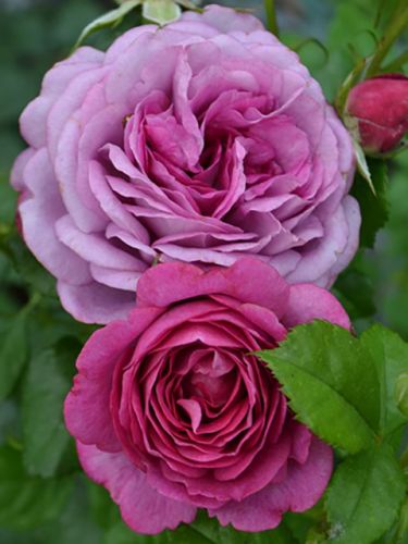 Роза Mamiethalene