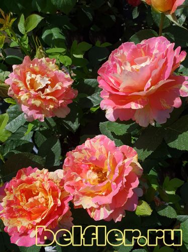 Роза Rose Des Cisterciens 