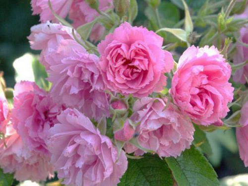 Роза Pink Grootendorst
