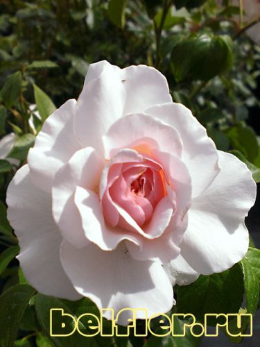 Great North Eastern Rose (2)