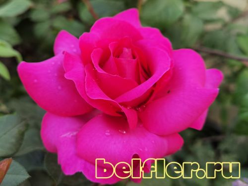 Роза Chartreuse de Parme