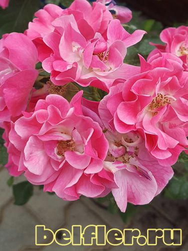 Роза Bluhwunder 1