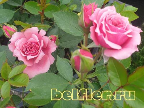 Роза Pink Babyflor