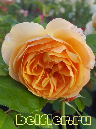 Роза Jenivieve Orsi 1