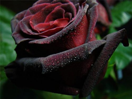 Роза Black Baccara