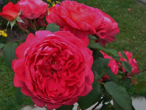 Роза Benjamin Britten