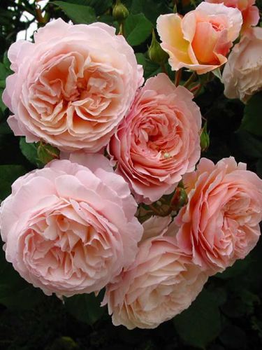 Роза A SHropshire Lad
