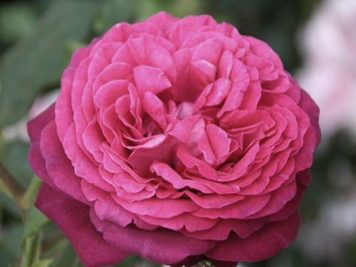 Роза Johann Wolfgang von Goethe