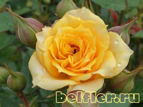 Роза Yellow Clementine