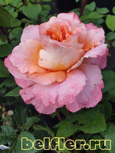 Роза Augusta Luise 1