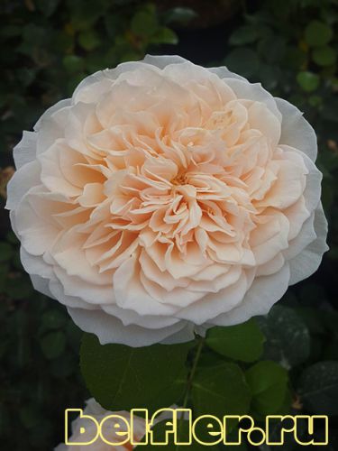 роза English garden