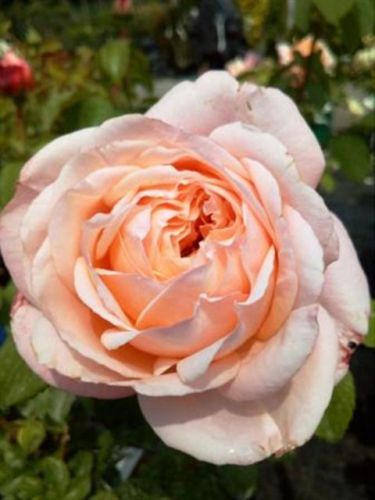 Роза Domaine de Chantilly