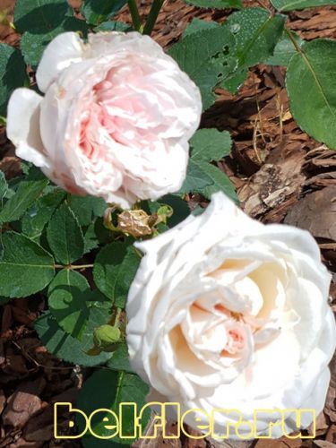 Роза Madame Plantier