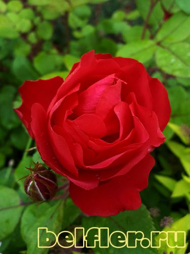 Роза Cherry Bonica 1