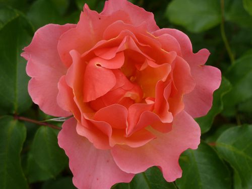 Роза Jean Cocteau