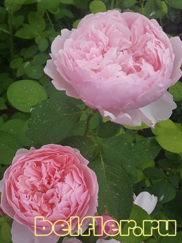 Роза The Alnwick Rose 1