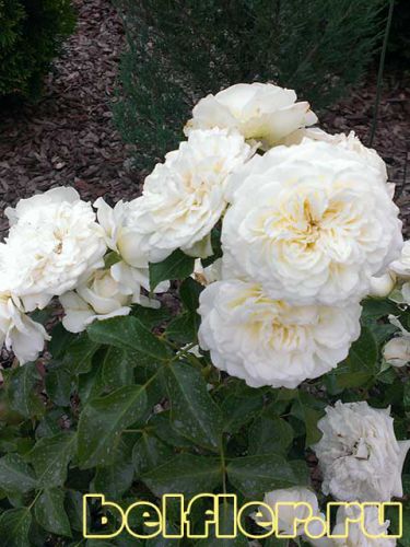 Роза White Meidilland