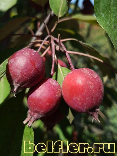 Плоды яблони Makoweicki