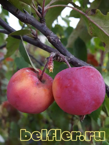 Плоды декоративной яблони Ola