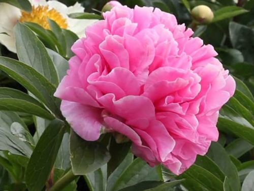 Пион молочноцветковый Carnation Bouquet