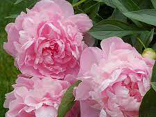 Пион молочноцветковый Vivid Rose