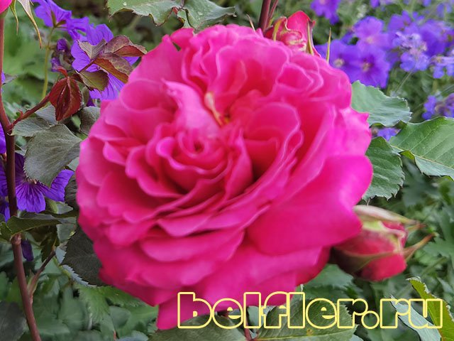 Парковые розы - Посадочный материал декоративных растений, ландшафтный  дизайн - Бельфлёр Воронеж