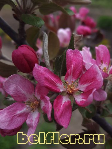 Цветение яблони Neville Copeman