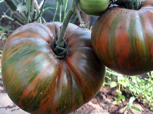  Chocolate stripes ( )