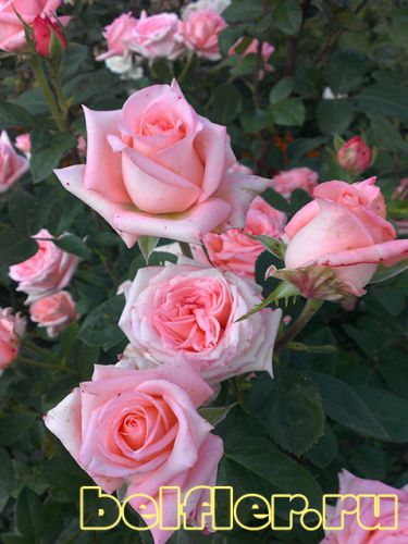 Розы в питомнике Бельфлёр
