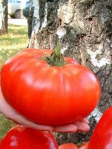томат сибирский килограмм