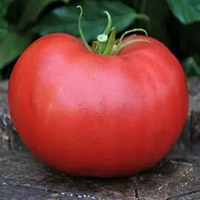 минусинские томаты